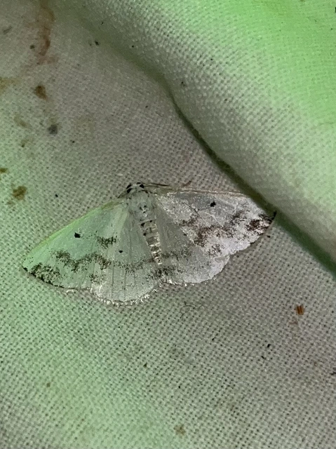 Lomographa temerata - foltos fehéraraszoló