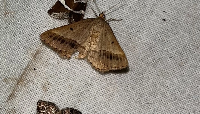 Tephrina arenacearia - lucerna-araszoló