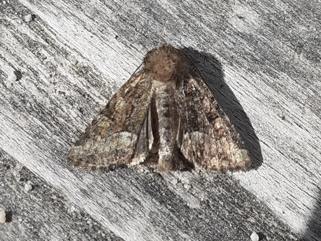 Oligia strigilis/latruncula/versicolor