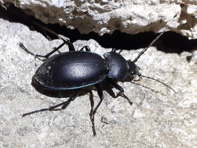 Carabus