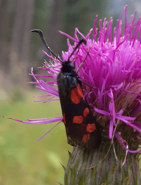 Zygaena filipendulae - acélszínű csüngőlepke