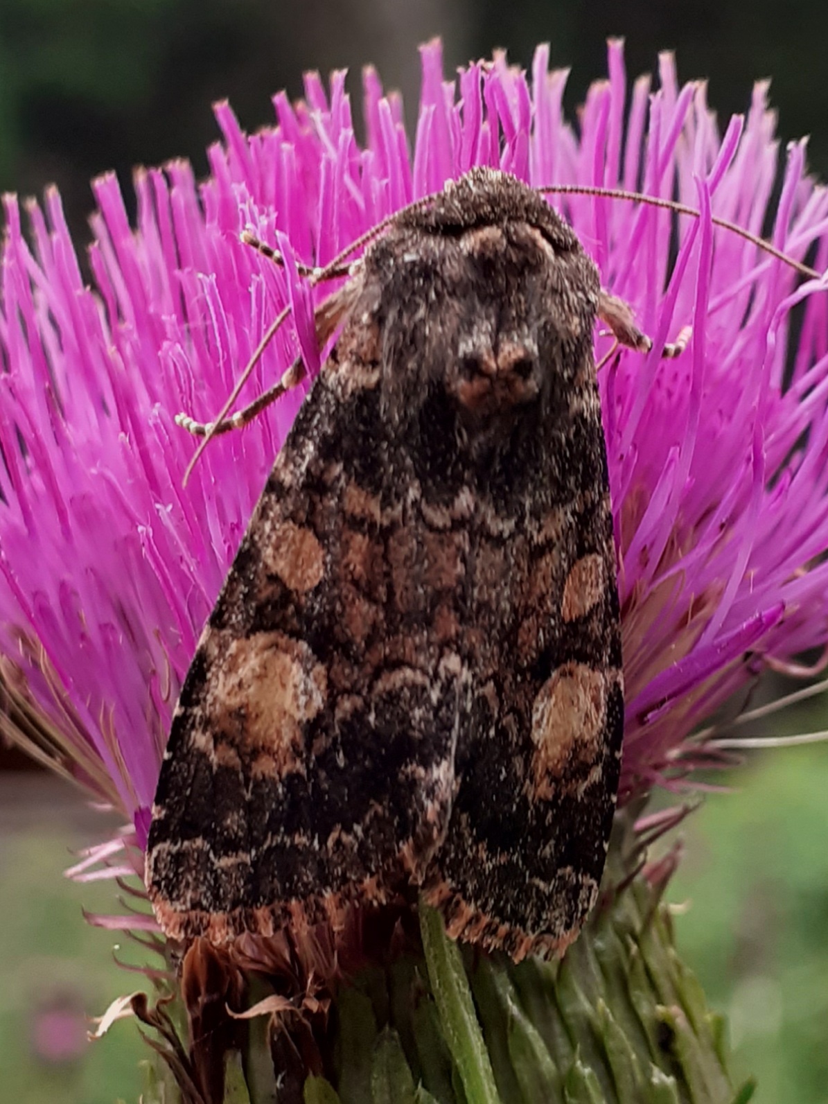 Apamea rubrirena - nagyfoltú dudvabagoly