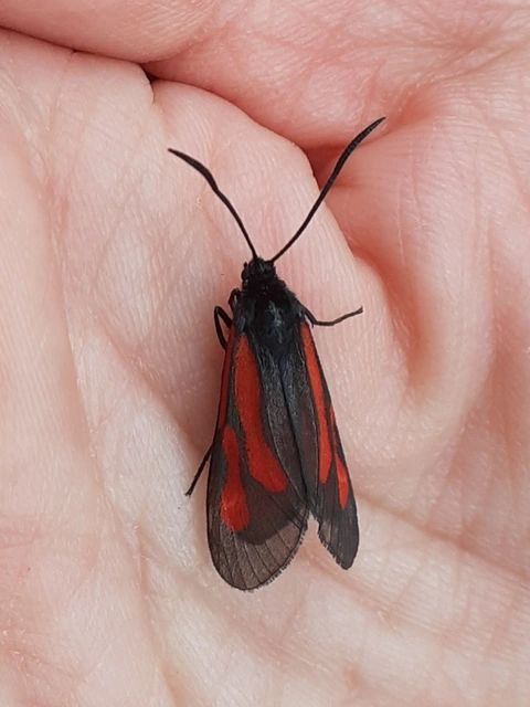 Zygaena osterodensis - ördögszem-csüngőlepke