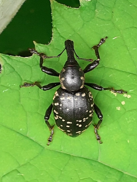 Liparus glabrirostris - közönséges acsalapuormányos