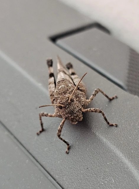 Oedipoda caerulescens - kékszárnyú sáska