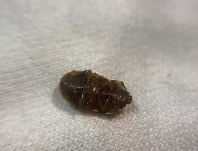 Soronia grisea - pettyegetett fénybogár Soronia grisea - pettyegetett fénybogár