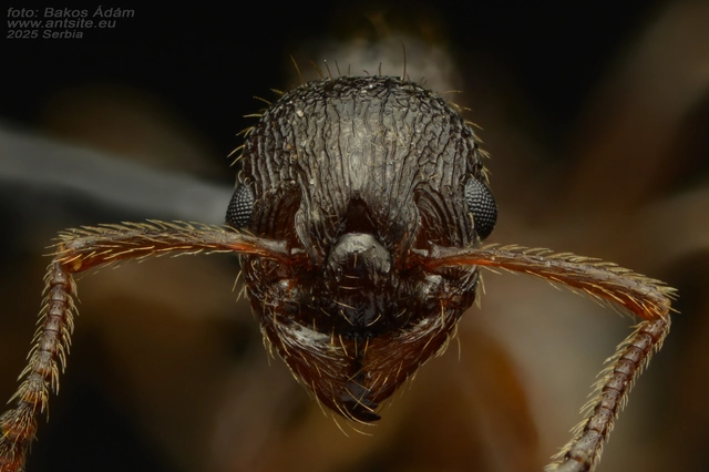 Myrmica ruginodis - erdei bütyköshangya