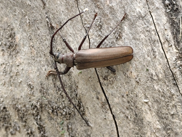 Aegosoma scabricorne - diófacincér