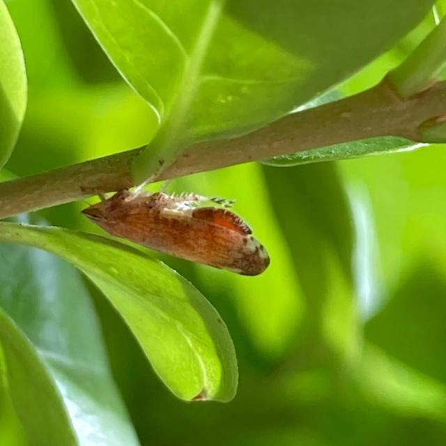 Fieberiella florii