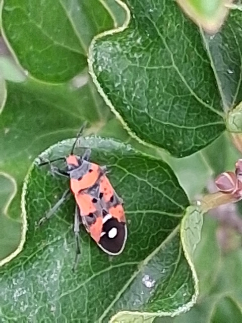 Lygaeus equestris/simulans
