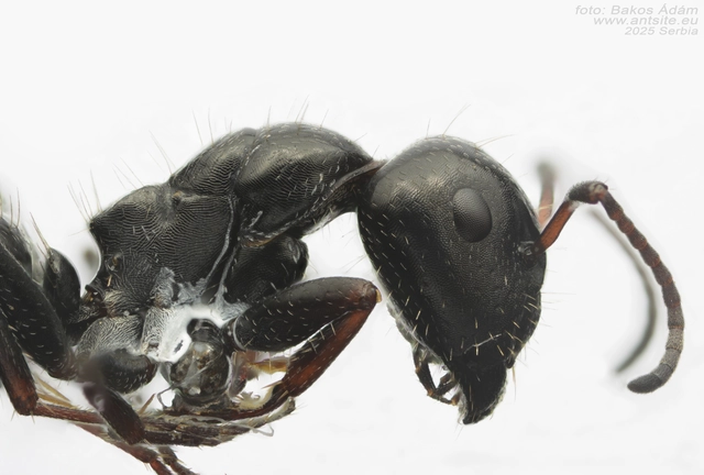 Camponotus atricolor - nyerges lóhangya