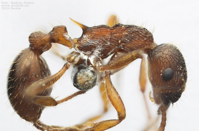 Myrmica ruginodis - erdei bütyköshangya