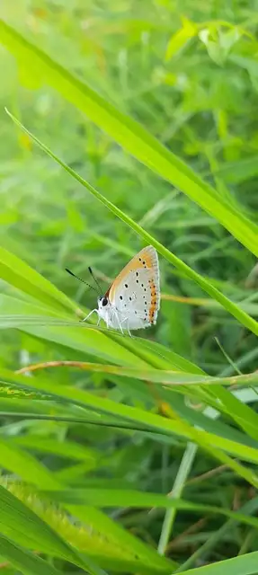 Lycaena dispar rutilus - nagy tűzlepke