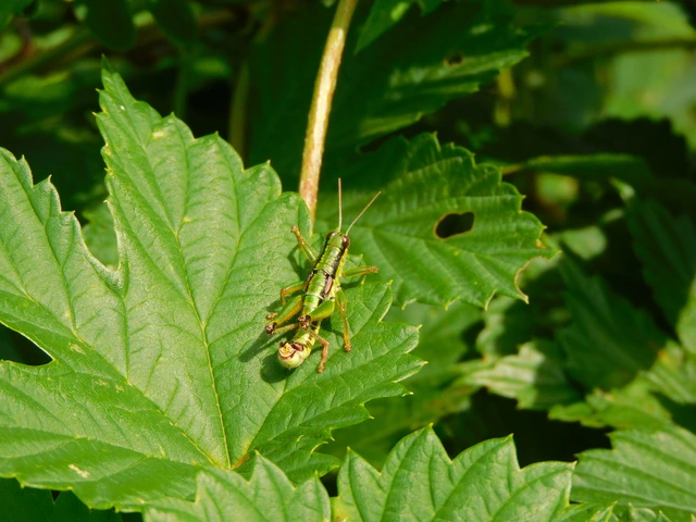 Odontopodisma rubripes - erdélyi hegyisáska