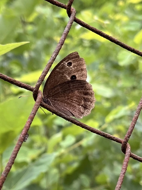 Minois dryas - fekete szemeslepke