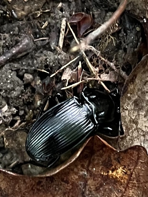 Abax parallelepipedus - félbordás szélesfutó