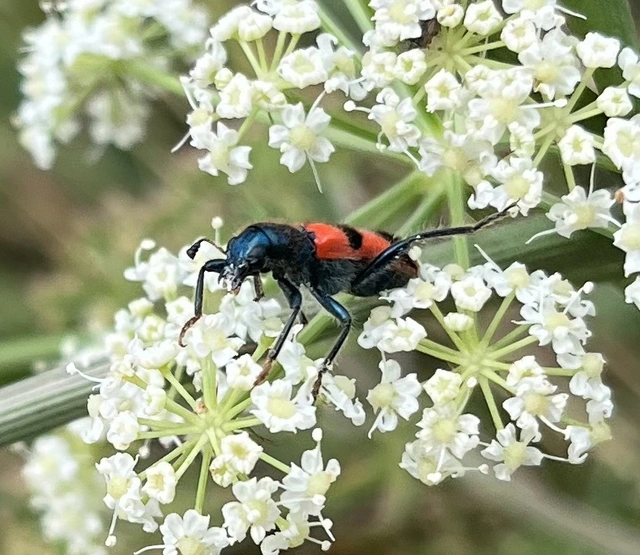 Trichodes apiarius - szalagos méhészbogár