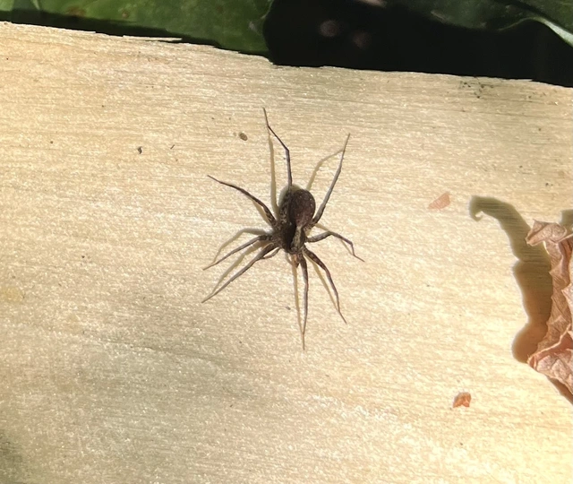 Pardosa alacris/lugubris