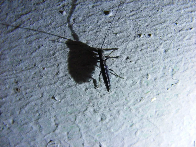 Theophilea subcylindricollis - hengeres szalmacincér