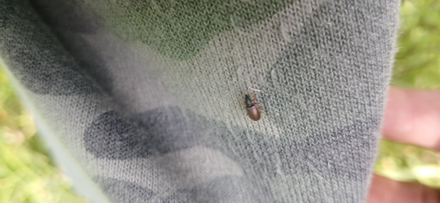 Phyllobius oblongus - közönséges levélormányos