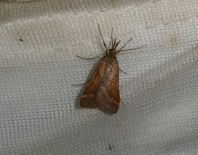 Synaphe punctalis - hosszúlábú fényilonca