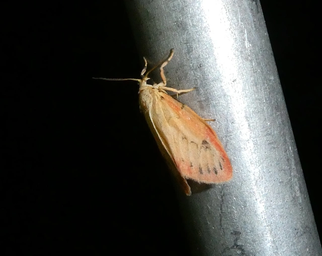 Miltochrista miniata - piros medvelepke