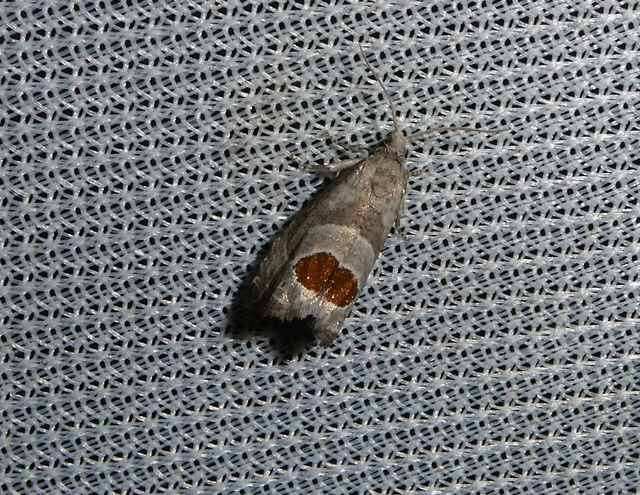 Notocelia uddmanniana - málnasodró tükrösmoly