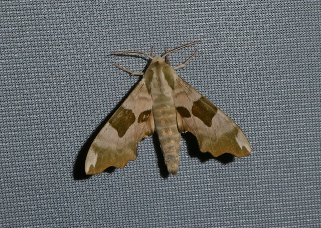 Mimas tiliae - hársfaszender