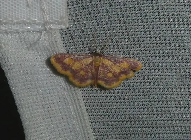 Idaea muricata - mocsári pirosaraszoló