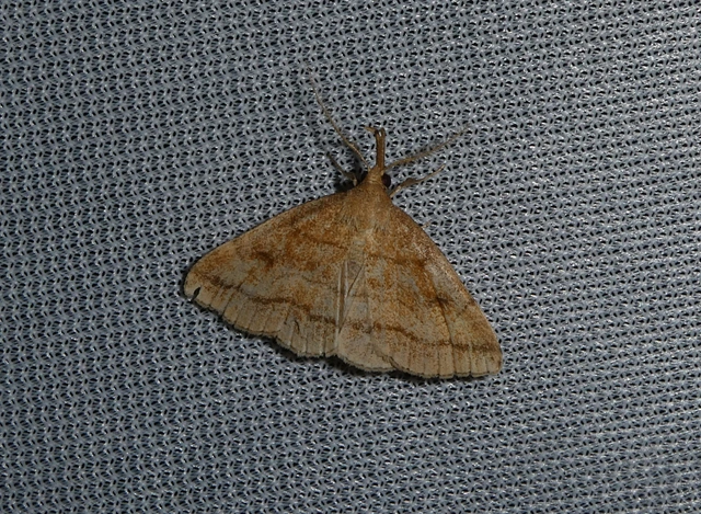 Polypogon gryphalis - láperdei karcsúbagoly