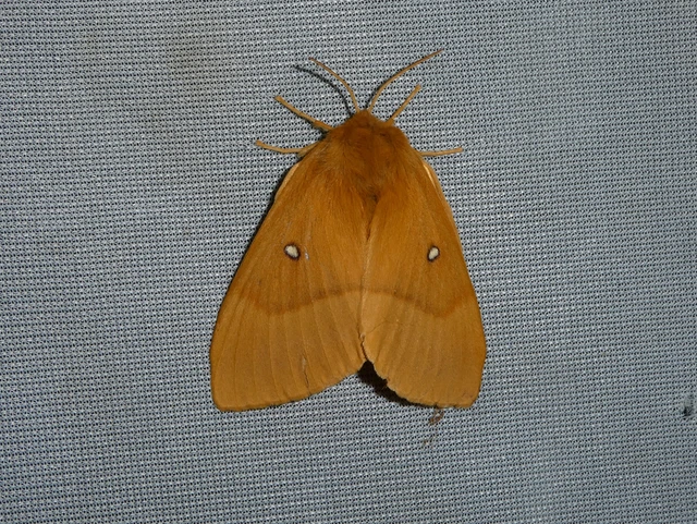 Lasiocampa quercus - tölgyfaszövő
