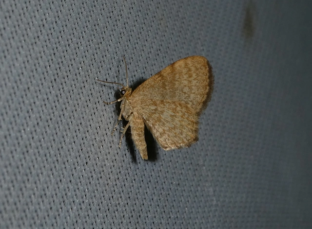 Euchoeca nebulata - barnás égeraraszoló