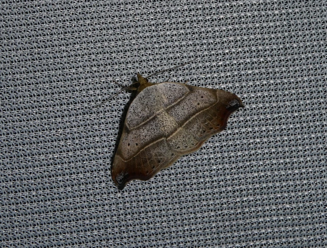 Laspeyria flexula - zuzmóbagoly