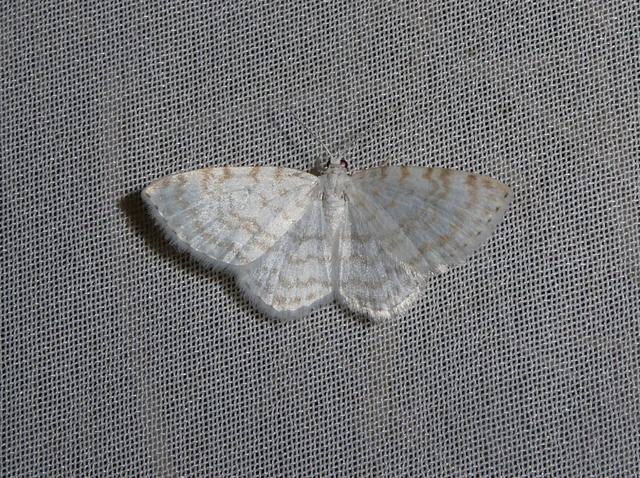 Asthena albulata - gyertyán-fehéraraszoló