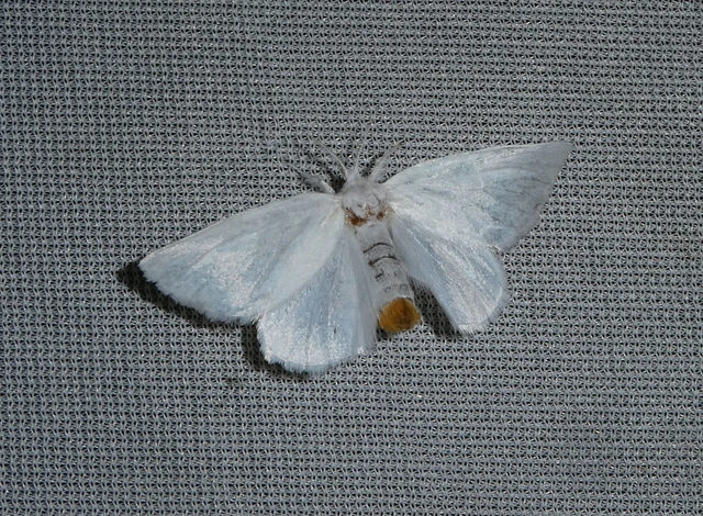 Sphrageidus similis - sárgafarú szövő