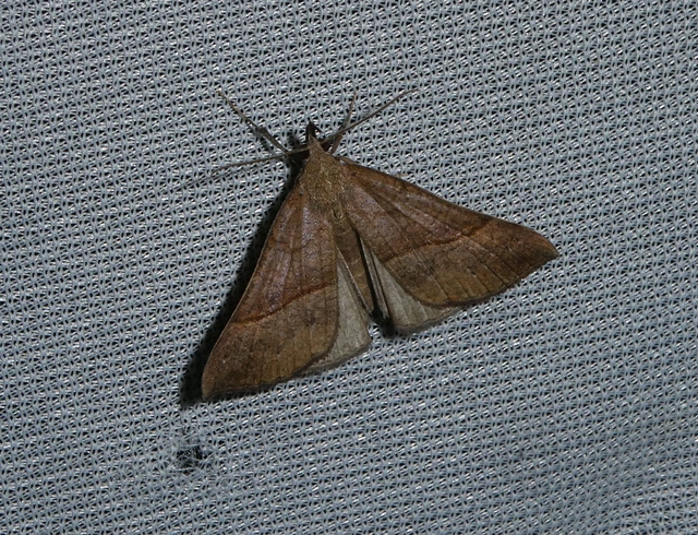 Hypena proboscidalis - ormányos karcsúbagoly