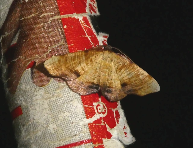 Plagodis dolabraria - baltaszárnyú araszoló