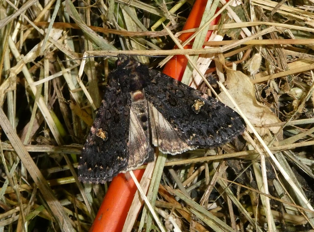Melanchra persicariae - fehérfoltos kertibagoly