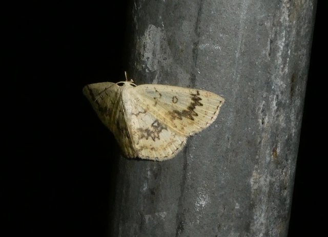 Cyclophora annularia - gyűrűs pettyesaraszoló