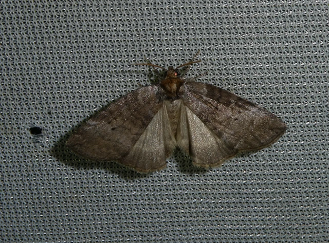 Ochropacha duplaris - égerlevél-pihésszövő