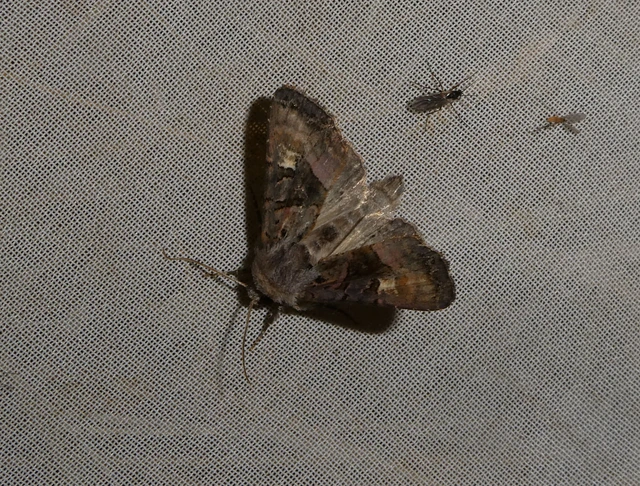 Euplexia lucipara - szeder-csipkésbagoly