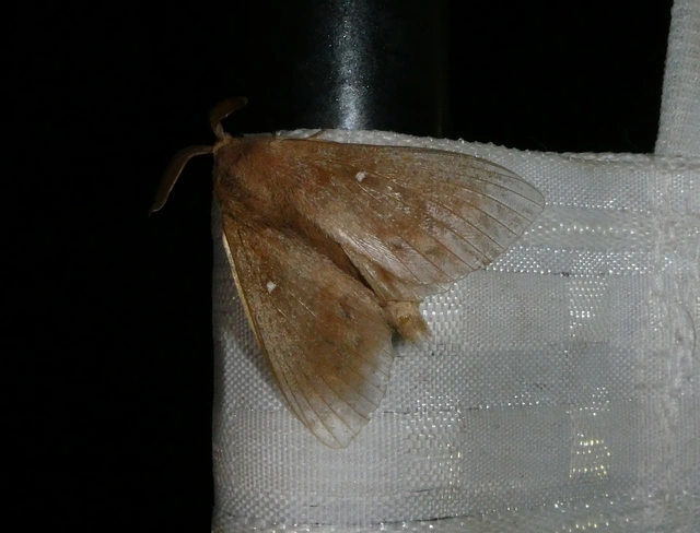Dendrolimus pini - fenyőpohók