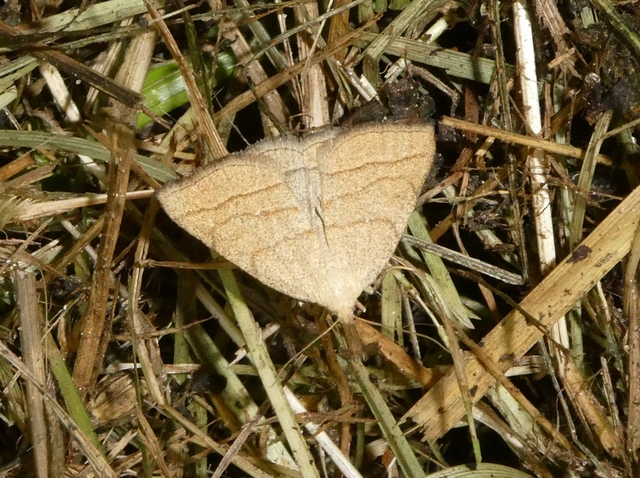 Polypogon tentacularia - sötétaljú karcsúbagoly