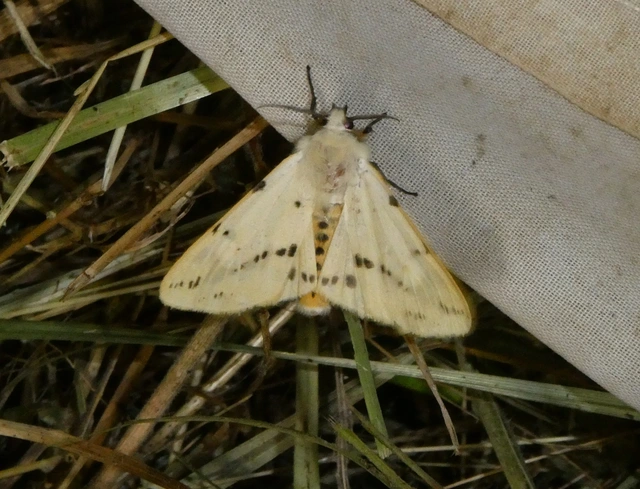 Spilarctia lutea - sárgás medvelepke