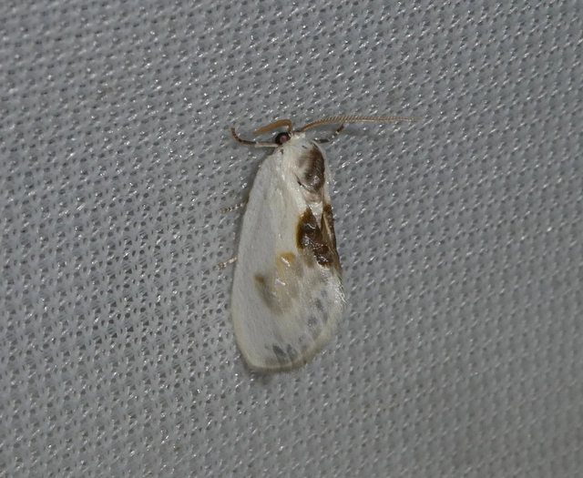 Cilix glaucata - törpe sarlósszövő