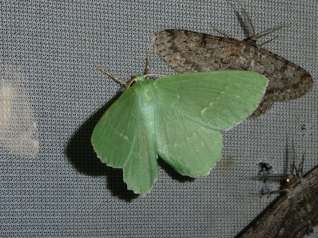 Geometra papilionaria - nagy zöldaraszoló