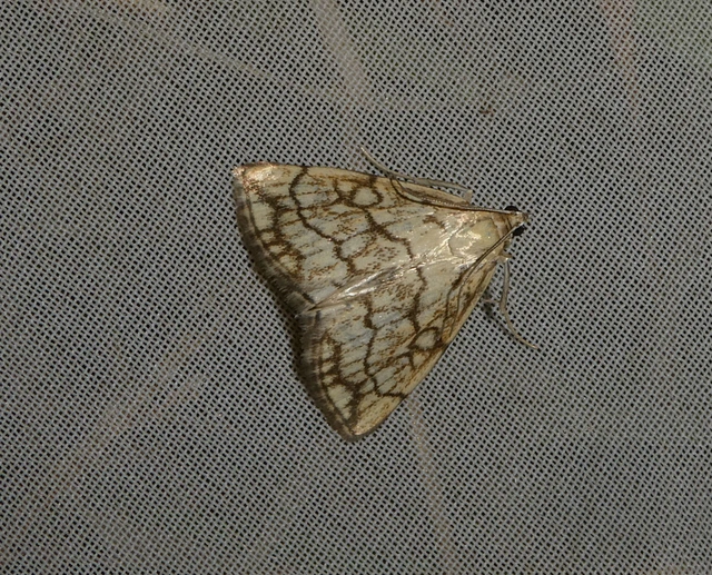 Evergestis pallidata - szalmaszínű dudvamoly