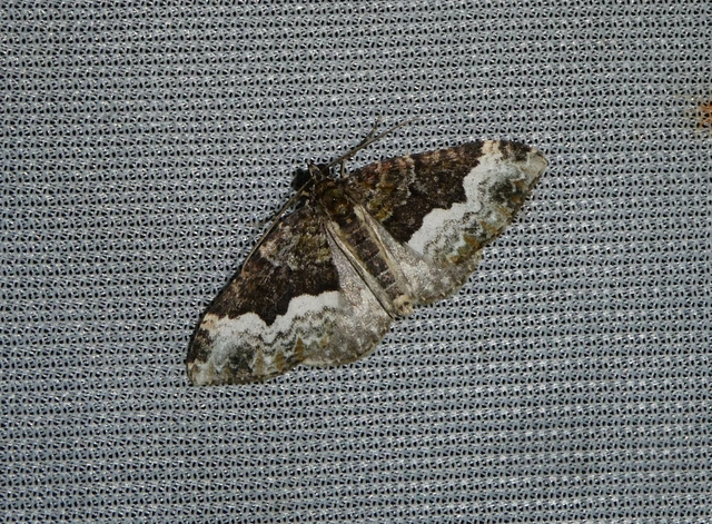 Euphyia biangulata - szegletes tarkaaraszoló