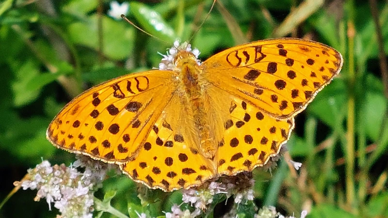 Argynnis laodice - keleti gyöngyházlepke