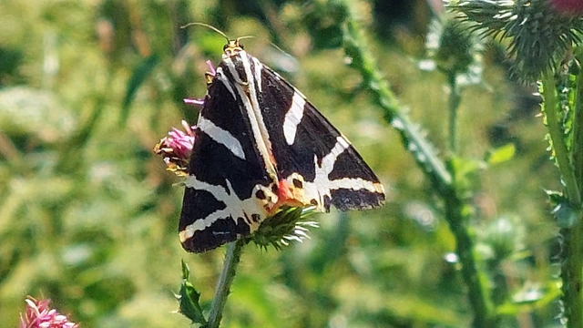 Euplagia quadripunctaria - csíkos medvelepke